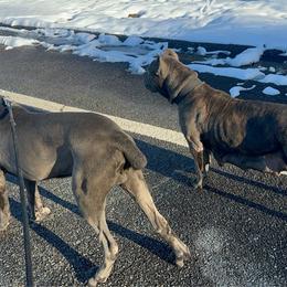 King - Cane Corso
