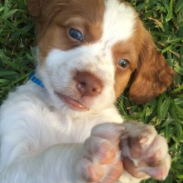 Brittany Puppies from Jenvy Brittanys