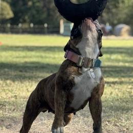 Bulldogs, Labrador Retrievers, and Rottweilers from Wright Way Retrievers