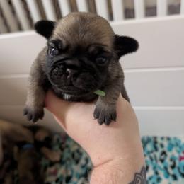 Dandy - Fawn male Pug puppy in Winter Haven, Florida from Lisa's Pugalicious Pugs