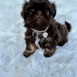 Shih Tzu Puppies from LaDawn’s Little Lions