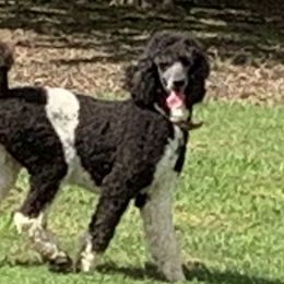 Cassie - Poodle