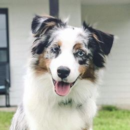 Piper  - Australian Shepherd