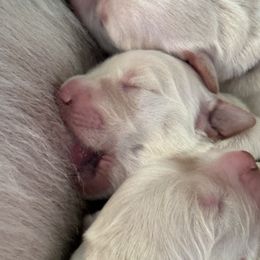 Golden Retriever Puppies from Ruff Life Goldens