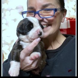 Red collar - Mahogany and white male Saint Bernard puppy in New Philadelphia, Ohio from Fletchers Saints