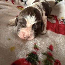 Mississippi (Missy) - Liver white and tan male English Springer Spaniel puppy in Huntingdon, Pennsylvania from Indian Creek Springers and Doxies