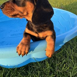 Dachshund Puppies from Mini Doxies of the South