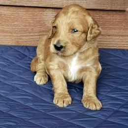 Pumpkin - Red female Bernedoodle puppy in Columbia, Missouri from Silver Creek Pups