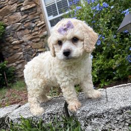 Mya - Merle female Cockapoo puppy in Ocoee, Florida from Puppie Poos 4 U