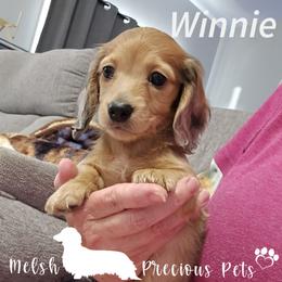 Winnie - Dapple female Dachshund puppy in Anamosa, Iowa from Melsh Precious Pets