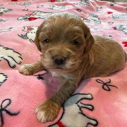 Elsa - Red roan female Cockapoo puppy in Williamston, South Carolina from Sassy Bob’s Dogs