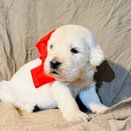 Boy 1 - Light golden male Golden Retriever puppy in Decatur, Indiana from Sporting Ridge K9’s