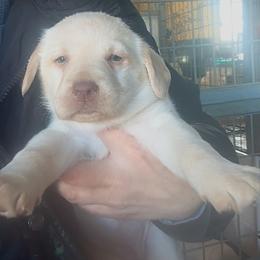 Dancing With Snow - Yellow female Labrador Retriever puppy in Baldwin City, Kansas from Hedge Lane Labradors