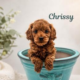 Chrissy - Red female Cavapoo puppy in Cedar City, Utah from Cedar Sprout Puppies