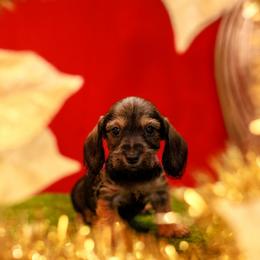 Bree - Red female Dachshund puppy in Auxvasse, Missouri from Above Par Kennels