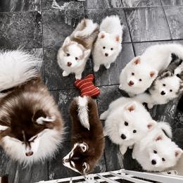 Pomsky Puppies from Blue Heaven Pomsky