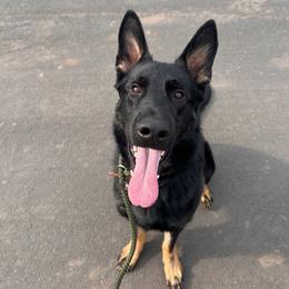 German Shepherd puppies from Zwinger aus dem Nordsternstaat