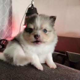 French Bulldog and Pomeranian Puppies from Steel City Exotics