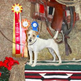 Jack Russell Terriers from Diggin West Jack Russells