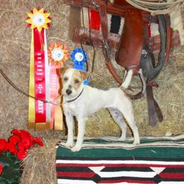 Jack Russell Terriers from Diggin West Jack Russells