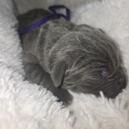 Purple - Gray female Cane Corso puppy in Lake Elsinore, California from CRUCIAL CANE CORSOS