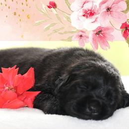Labrador Retriever Puppies from Briar Hill Labradors