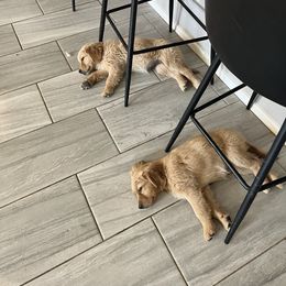 Golden Retriever Puppies from Sunshine Mountain Retrievers