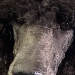 Poodles from Faith Ambort's Poodles