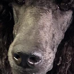 Poodles from Faith Ambort's Poodles