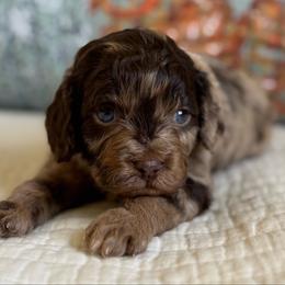 Cosmo - Merle male Cavapoo puppy in Beckley, West Virginia from By Design Doodles