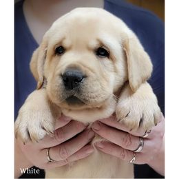 White collar boy - Yellow male Labrador Retriever puppy in Nacogdoches, Texas from Westlane Dogs