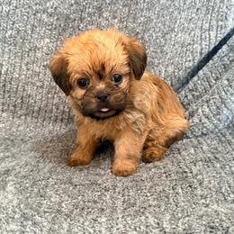Leia - Belge female Brussels Griffon puppy in Seneca, Missouri from Stephanie’s Puppy Colony