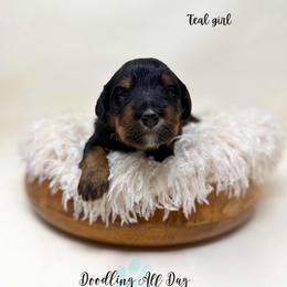 Teal girl - Phantom female Bernedoodle puppy in Valdese, North Carolina from Doodling All Day Goldendoodles