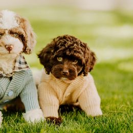 Bernedoodles, Cavapoos, and Sheepadoodles from Arizona Desert Doodles