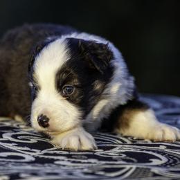 Boy 4 - Black tri male Miniature American Shepherd puppy in Franklinville, North Carolina from Fine Hill Miniature Americans