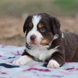 Miniature Australian Shepherd Puppies from Another Day Kennel at Cassel Ranch