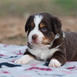 Miniature Australian Shepherd Puppies from Another Day Kennel at Cassel Ranch