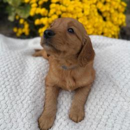Blue Boy - Dark golden male Golden Retriever puppy in Salt Lake City, Utah from Deseret Peak Goldens