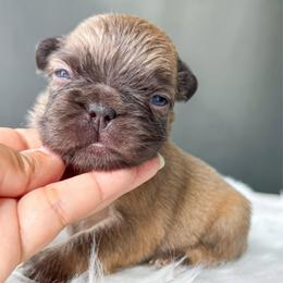 Woody - Fawn male French Bulldog puppy in Porter, Texas from Whatabulldog