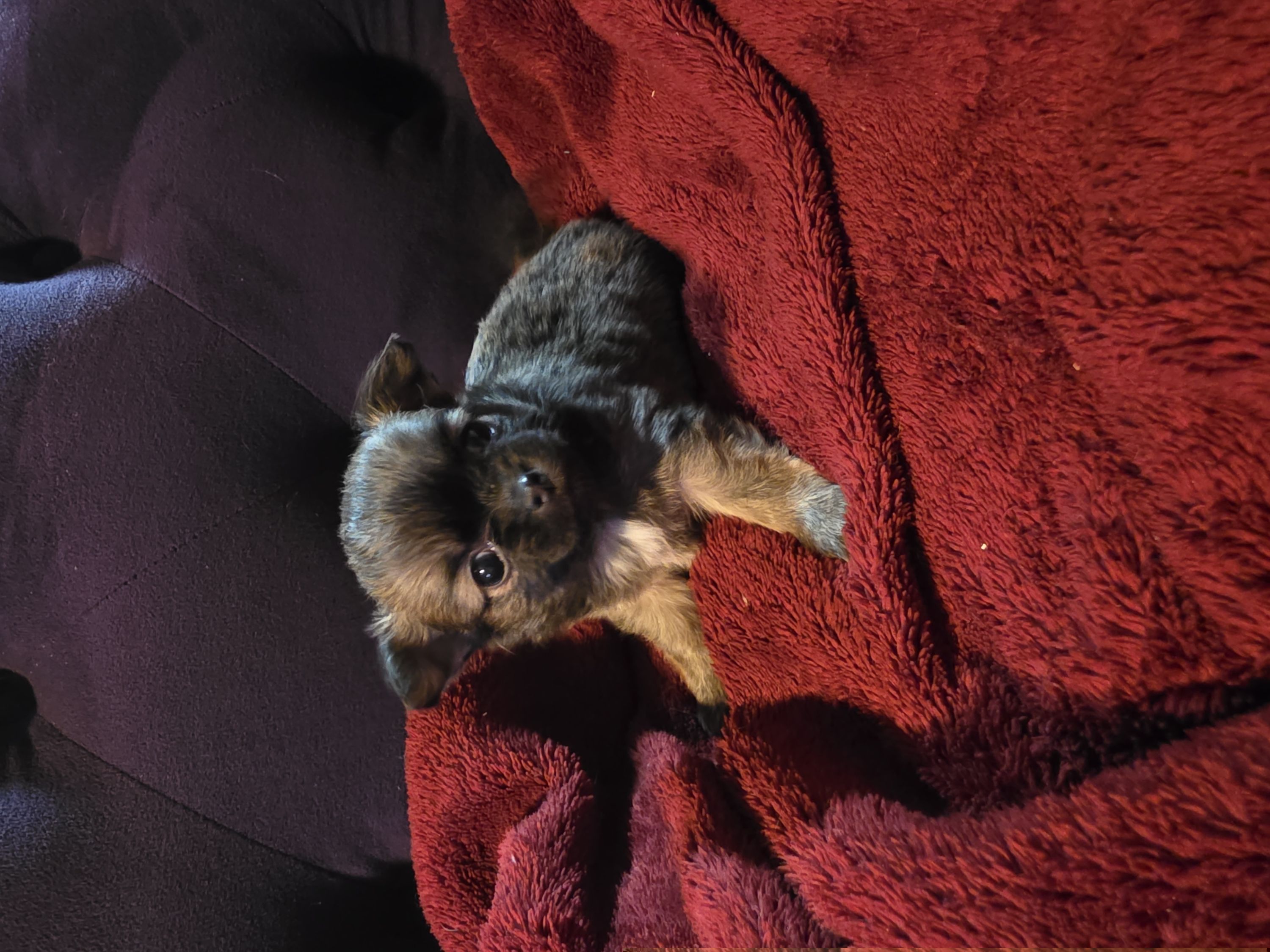 Hank, 1800 - Chocolate sabled fawn male Chihuahua puppy in Clarksville, Indiana from Fabulous little paws