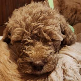 Pearl - Apricot female Labradoodle puppy in Fostoria, Michigan from North Country Kennel Club