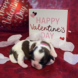 Shih Tzu Puppies from Puppy Paw Prince