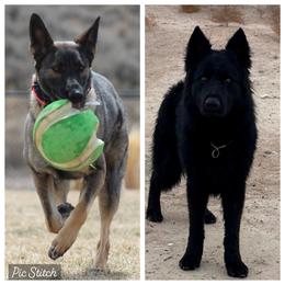 German Shepherd puppies from Vom Stille Teufelshunde Kennels