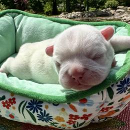 Star - White female French Bulldog puppy in Pine Township, Pennsylvania from BlueCairo Frenchies
