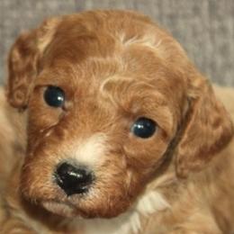 Female 3 - female Cavapoochon puppy in Fredericksburg, Ohio from Timshell Farm Specialty Crossbreed Puppies