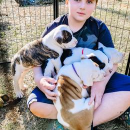 American Bulldog Puppies from Valor American Bulldogs