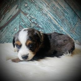 Sweetie - Blue merle female Miniature Australian Shepherd puppy in Opelika, Alabama from Haden’s Mini Aussies