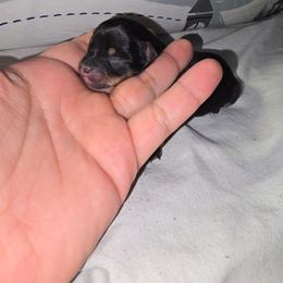 Oreo - Merle female Chihuahua puppy in West York, Pennsylvania from Perfect Color Chihuahuas