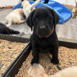 Female 8 - Black female Labrador Retriever puppy in Murrieta, California from The Golden Leash Kennels