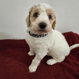 Snickers - Parti male Goldendoodle puppy in Pensacola, Florida from Goldendoodles Love You in Pensacola Friend Edition